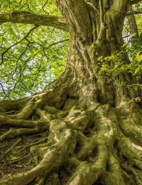 Journées de l'arbre - fête des plantes