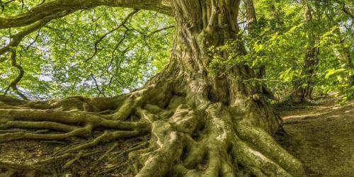 Journées de l'arbre - fête des plantes