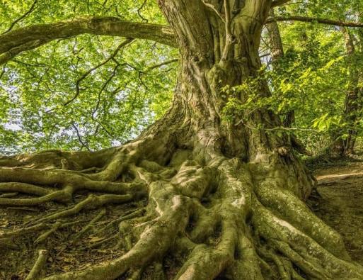 Journées de l'arbre - fête des plantes